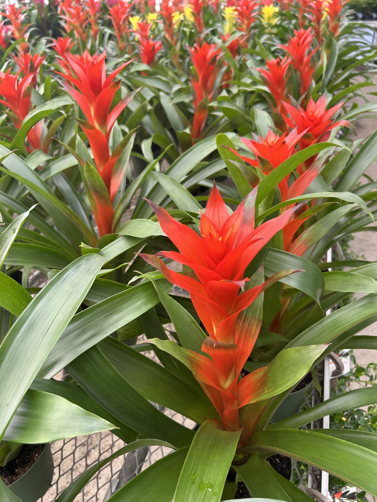 Bromeliads Plant